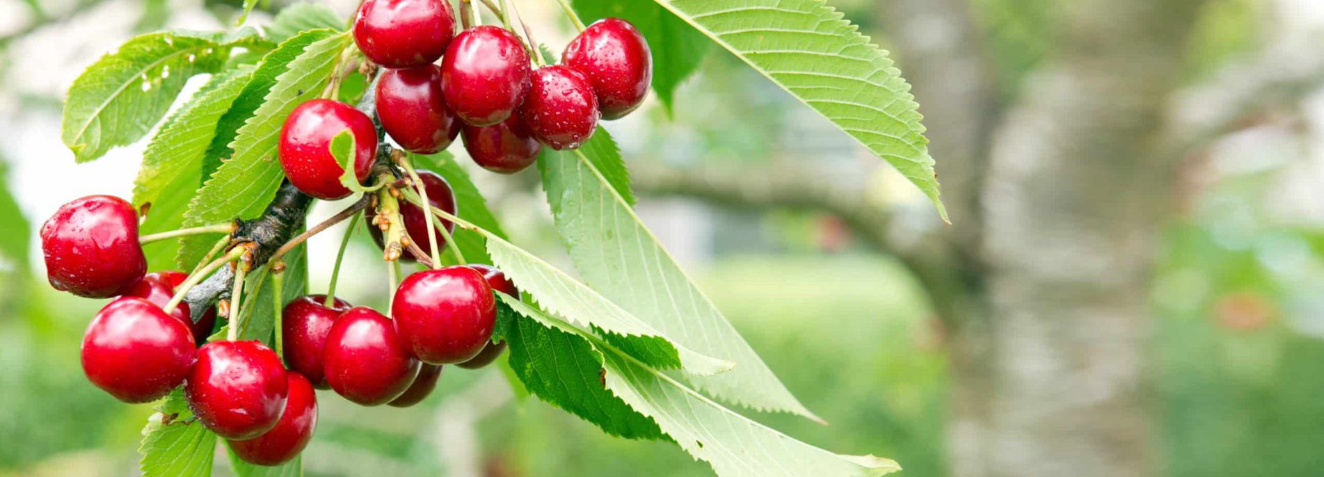 Cherries hanging on a cherry tree branch. Red and sweet cherries on a branch.